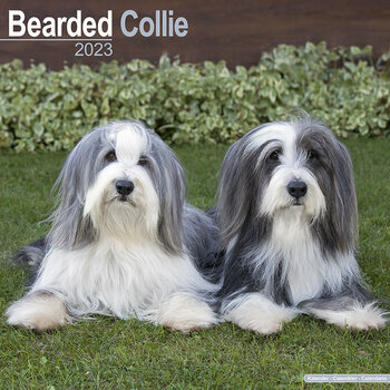 Calendrier 2023 Bearded collie