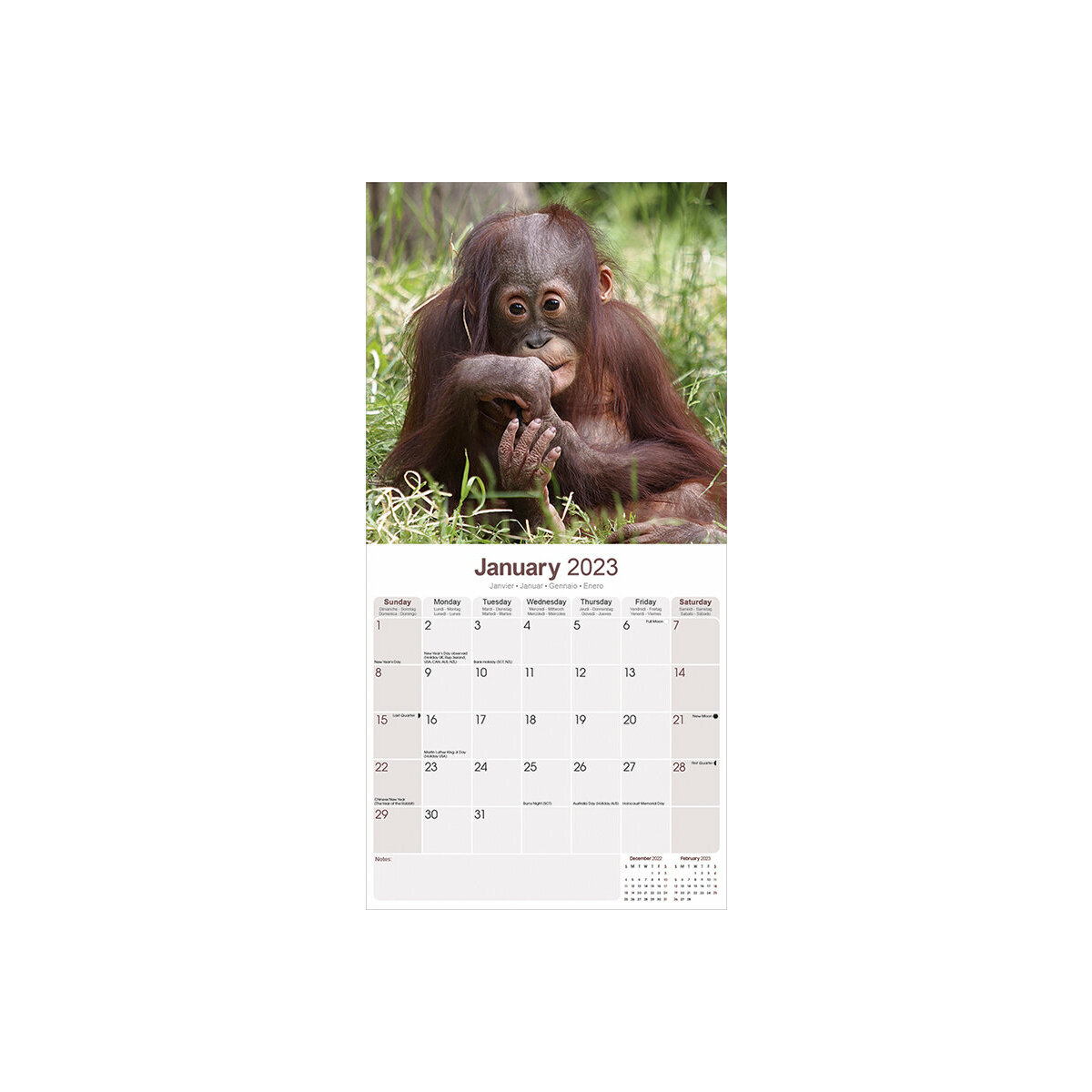 Calendrier 2023 Bébés Calendrier 2023 Bebes Animaux