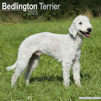 Calendrier 2023 Bedlington terrier