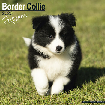 Calendrier 2023 Border collie chiot