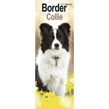 Calendrier 2023 Border collie slim