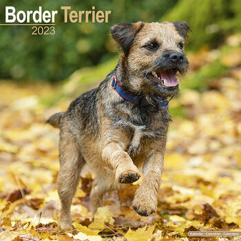 Calendrier 2023 Border terrier