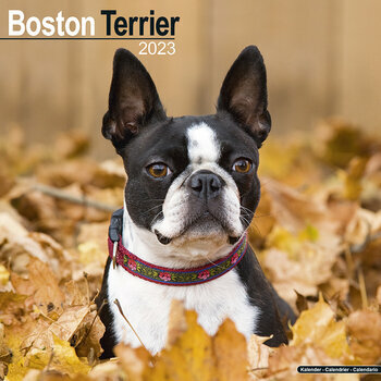 Calendrier 2023 Boston terrier