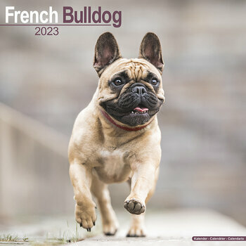 Calendrier 2023 Bouledogue Francais Calendrier 2023 Bouledogue Francais