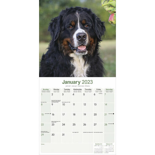 Calendrier Bouvier Bernois 2023 Calendrier Bouvier Bernois 2023