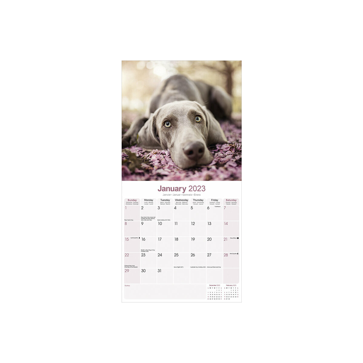 Calendrier De L Avent 2023 Chien Calendrier Braque De Weimar 2023
