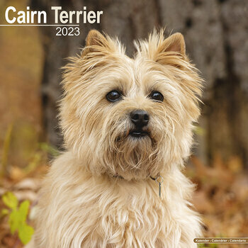 Calendrier 2023 Cairn terrier