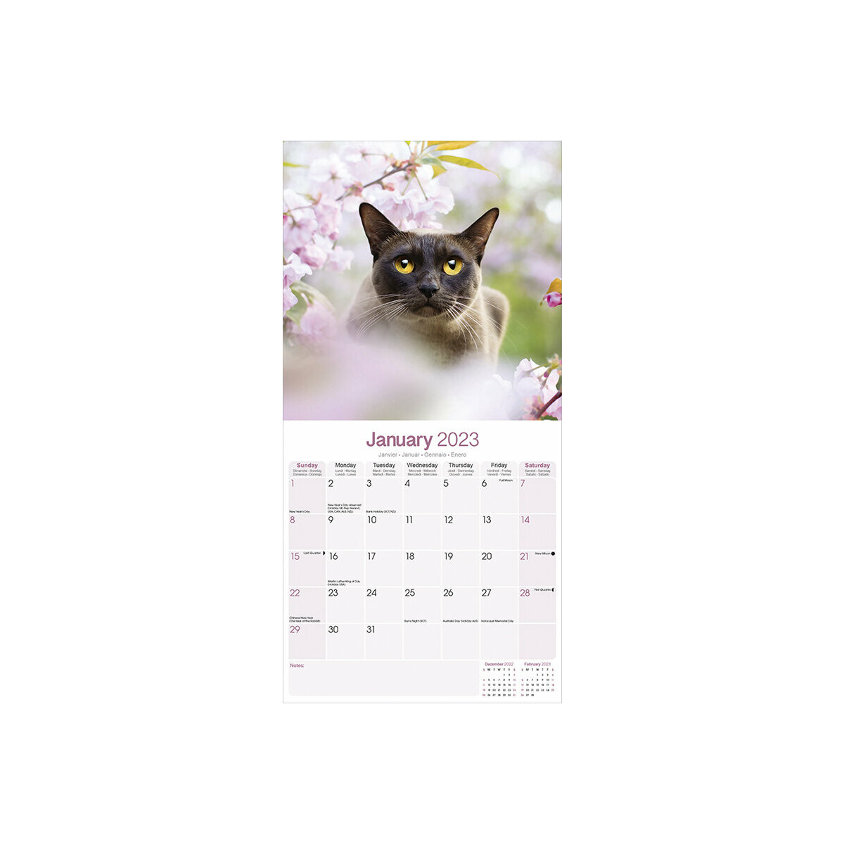 Calendrier Chat Burmese 23