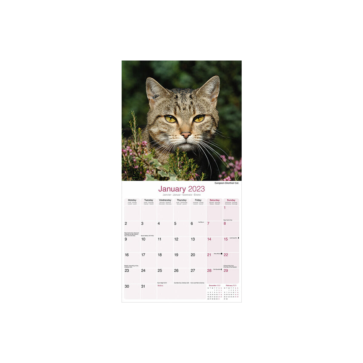 Calendrier Chaton 2023 Calendrier Chats Toutes Couleurs 2023