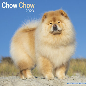 Calendrier 2023 Chow chow