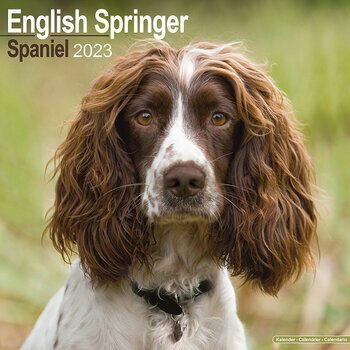 Calendrier 2023 English springer spaniel