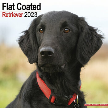 Calendrier 2023 Flat coated retriever