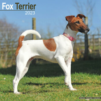 Calendrier 2023 Fox terrier