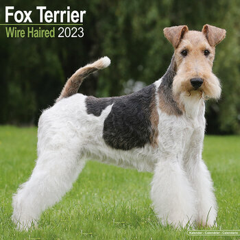 Calendrier 2023 Fox terrier poil dur