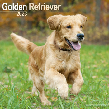 Calendrier 2023 Golden retriever