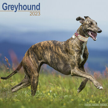Calendrier 2023 Greyhound