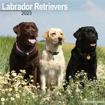 Calendrier 2023 Labrador 