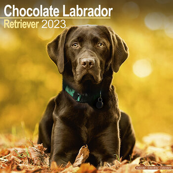 Calendrier 2023 Labrador chocolat