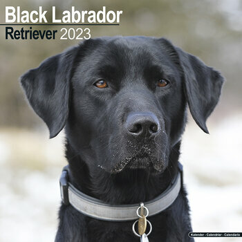 Calendrier 2023 Labrador noir