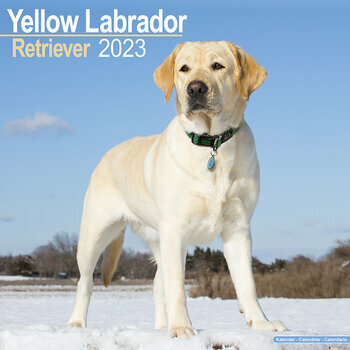 Calendrier 2023 Labrador sable