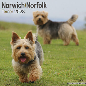 Calendrier 2023 Norwich Norfolk terrier
