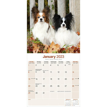 Calendrier 2023 Epagneul papillon Calendrier 2023 Epagneul papillon