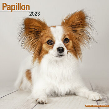 Calendrier 2023 Epagneul papillon Calendrier 2023 Epagneul papillon