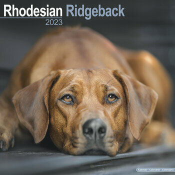 Calendrier 2023 Rhodesian ridgeback