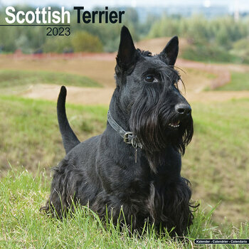 Calendrier 2023 Scottish terrier
