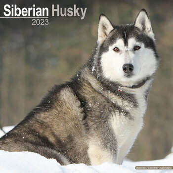 Calendrier 2023 Siberian husky