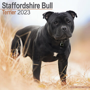 Calendrier 2023 Staffordshire bull terrier