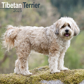 Calendrier 2023 Terrier du Tibet
