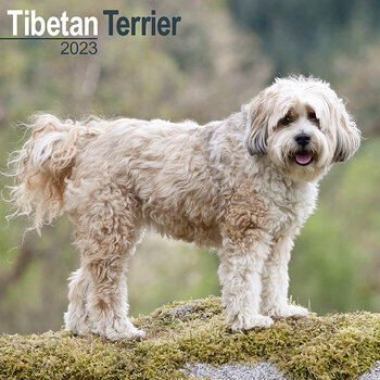 Calendrier Tibétain 2023 Calendrier 2023 Terrier Du Tibet