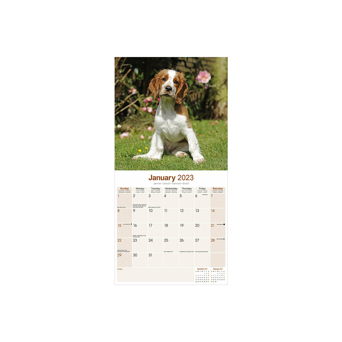 Calendrier Chien 2023 Calendrier Welsh Springer Spaniel 2023