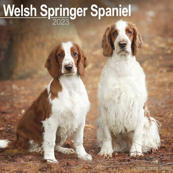 Calendrier 2023 Welsh springer spaniel