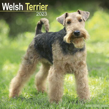 Calendrier 2023 Welsh terrier