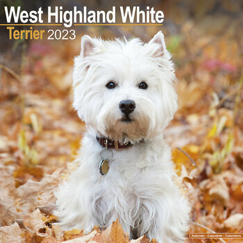 Calendrier 2023 West highland white terrier
