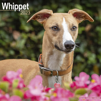 Calendrier 2023 Whippet