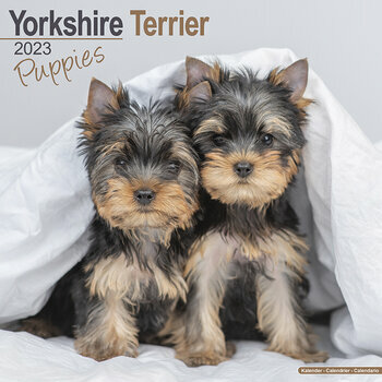 Calendrier 2023 Yorkshire terrier chiot