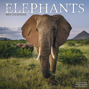 Calendrier 2023 Elephant