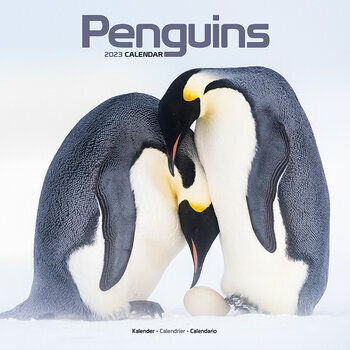 Calendrier 2023 Pingouin