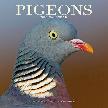Calendrier 2023 Pigeon