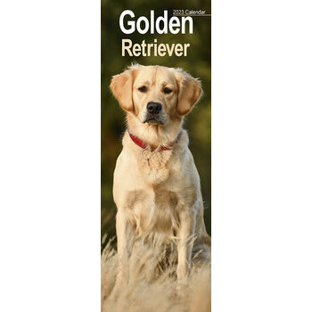 Calendrier 2023 Golden retriever slim