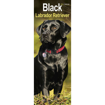 Calendrier 2023 Labrador noir slim