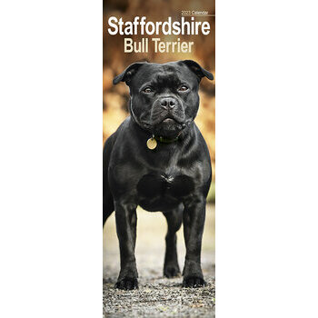 Calendrier 2023 Staffordshire bull terrier slim