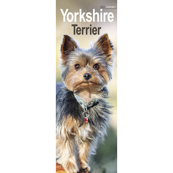 Calendrier 2023 Yorkshire terrier slim