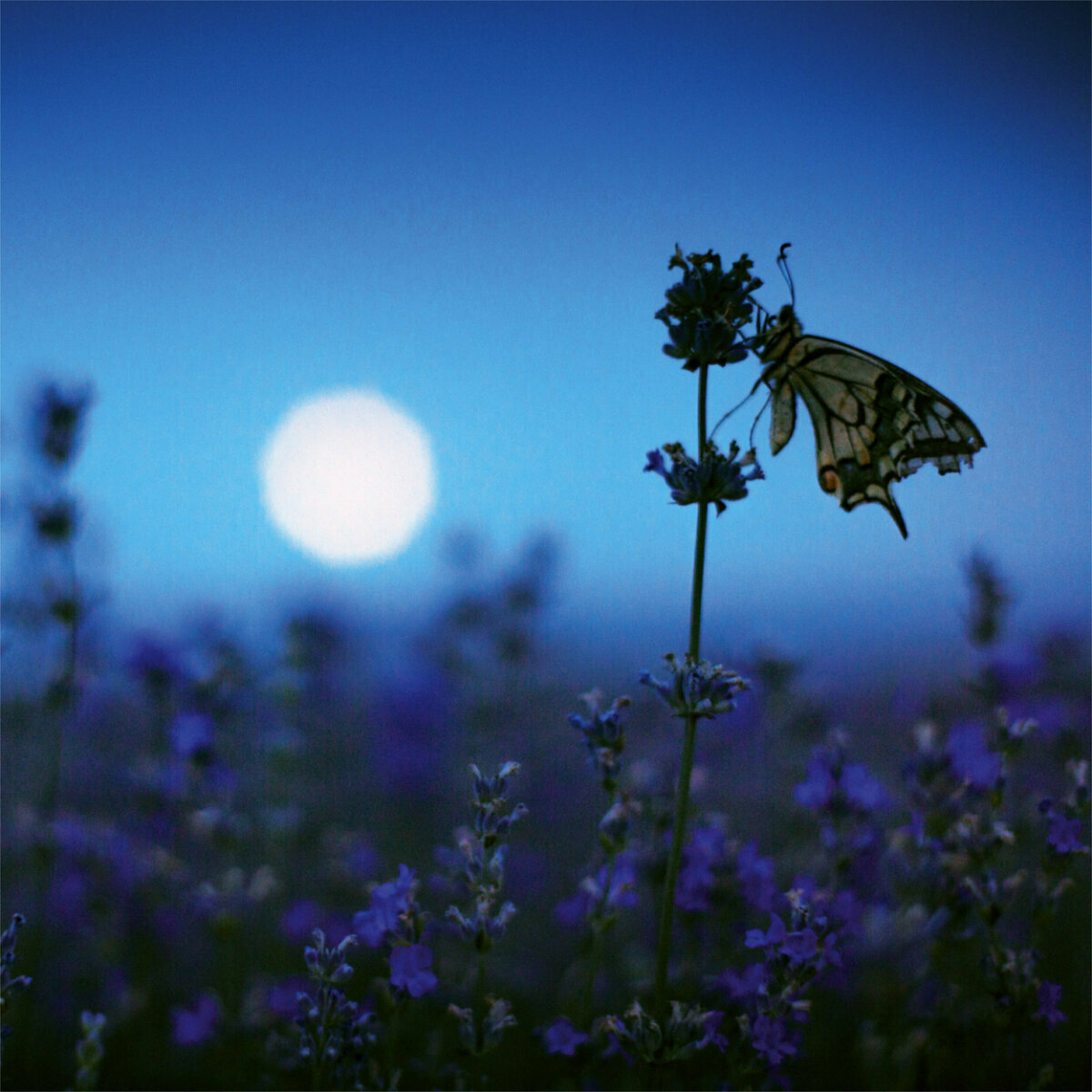 Calendrier 2023 Lune