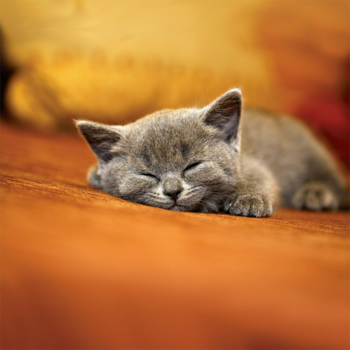 Calendrier 2023 Photo Chat Calendrier 2023 Chat Cool