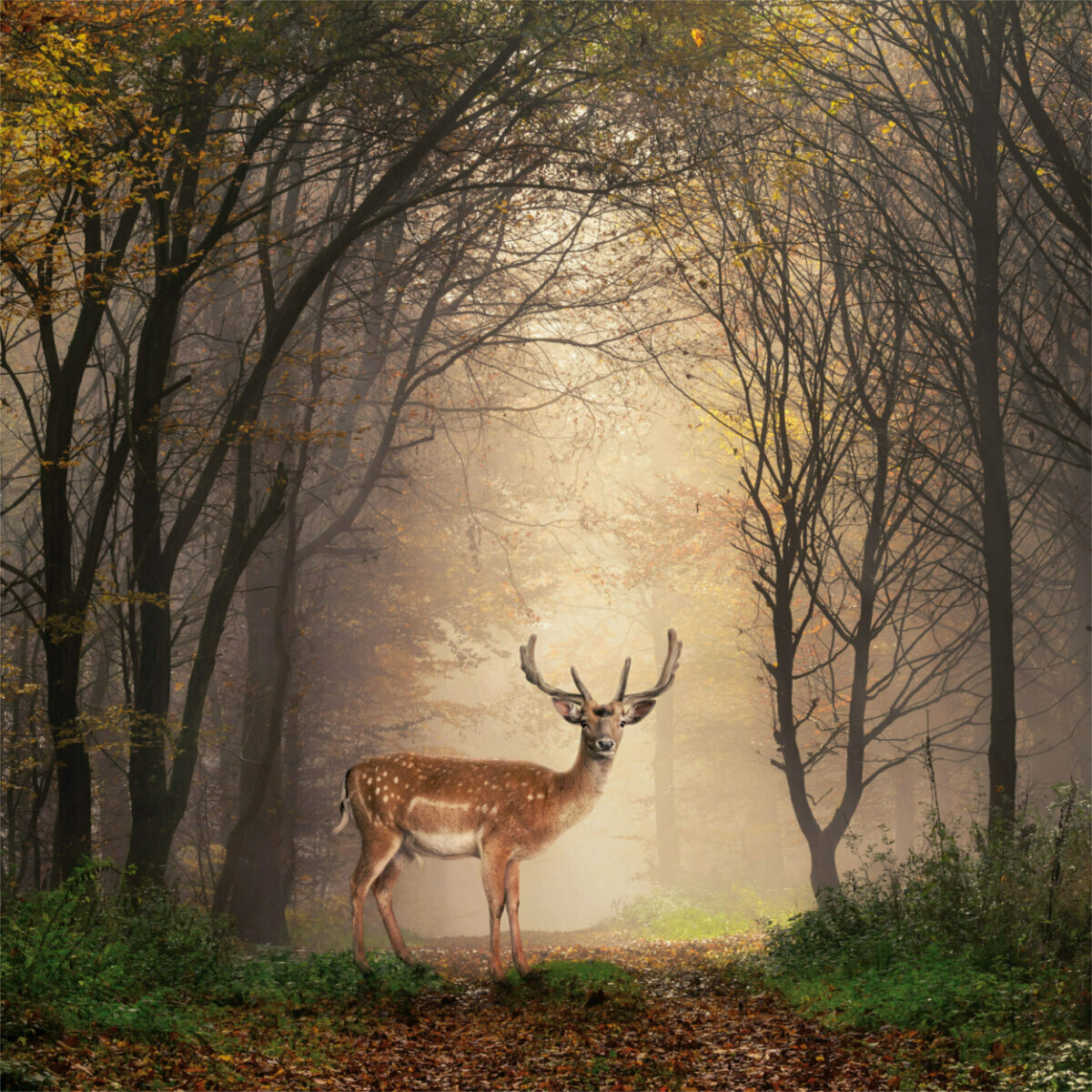 Calendrier 2023 Forêt AVEC POSTER OFFERT Calendrier 2023 Forêt AVEC POSTER OFFERT