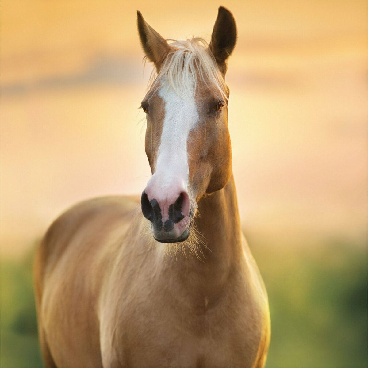 Calendrier 2023 Chevaux Calendrier 2023 Chevaux Avec Poster Offert